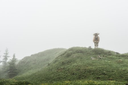 cow in the mist